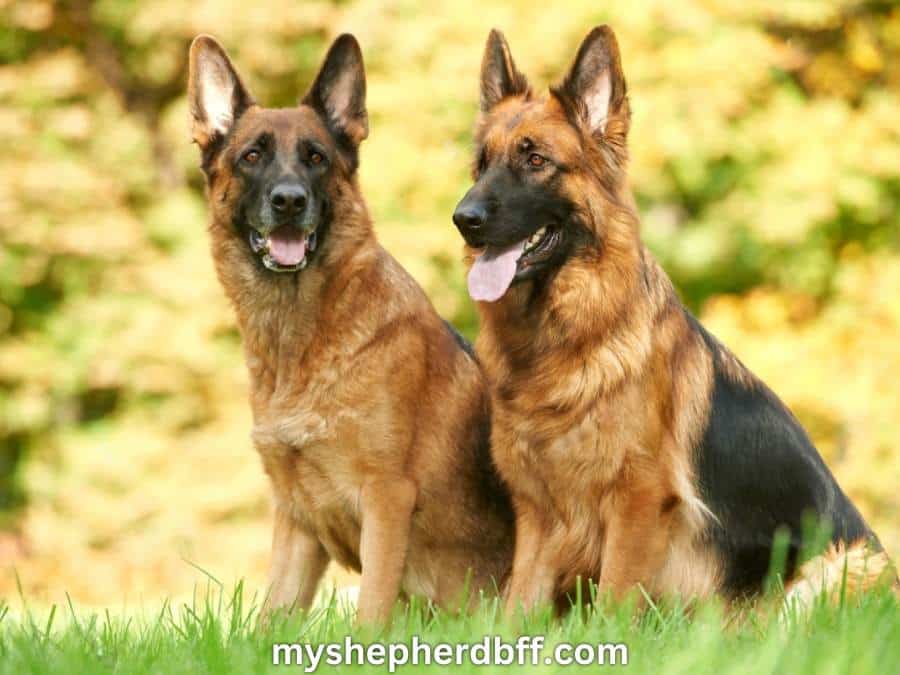 Black and tan German Shepherds
