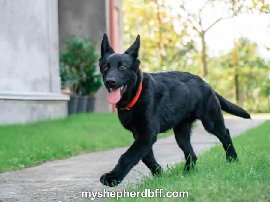  6 month old Black German Shepherd puppy