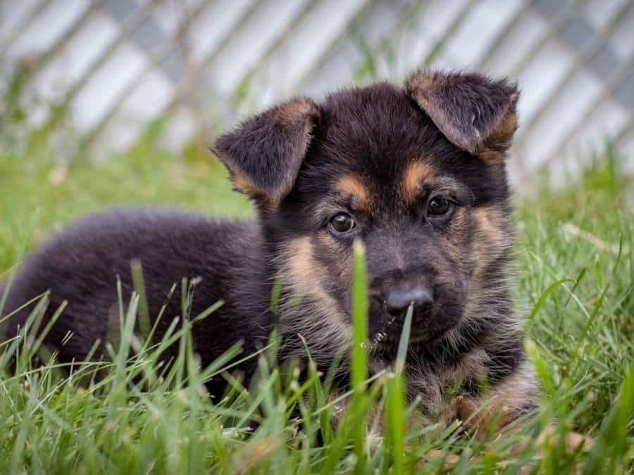 make a safe place for 7 week old german shepherd puppy