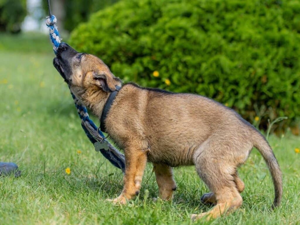 9 week old german shepherd puppy pulling to play
