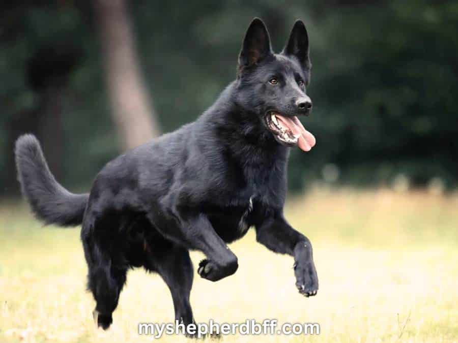 Black German Shepherd color
