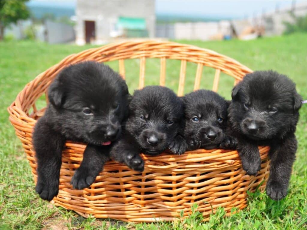 Black German Shepherd puppies
