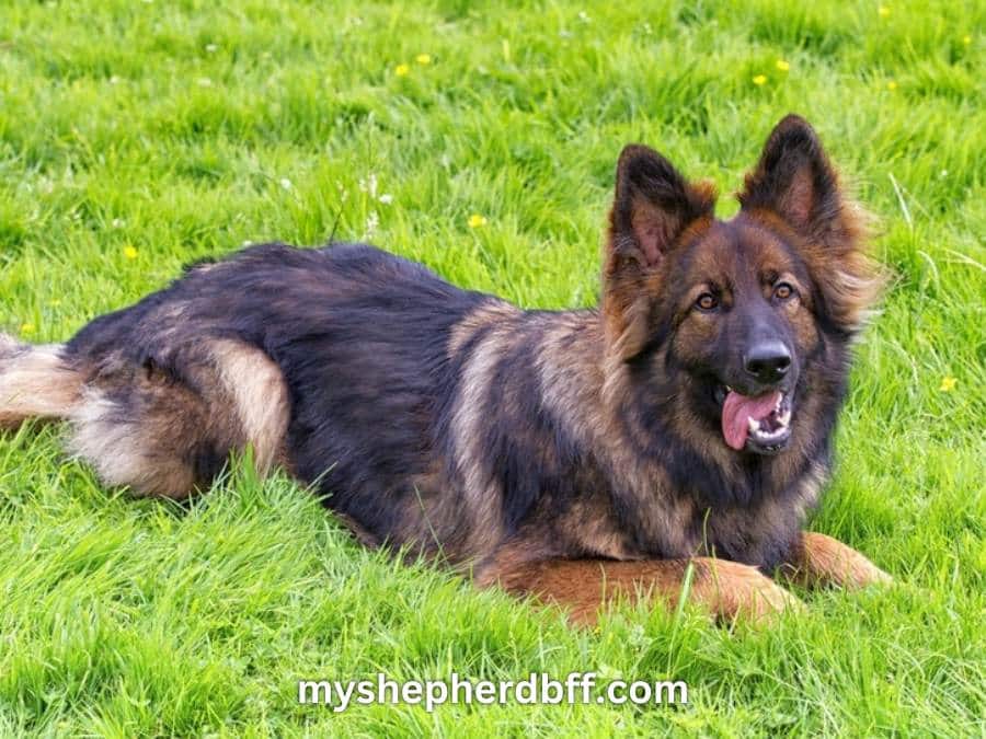 Red sable German Shepherd picture