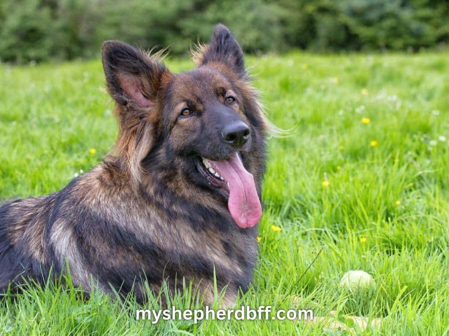 red sable German Shepherd picture