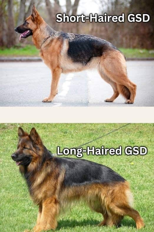 comparison between long haired german shepherd and short haired german shepherd