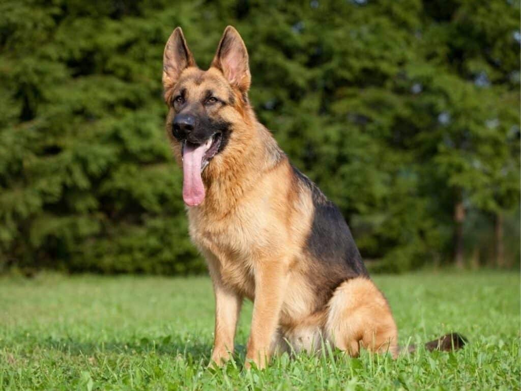 short haired german shepherd tongue out