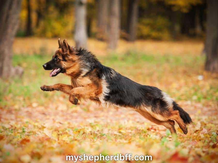black and tan german shepherd running and jumping