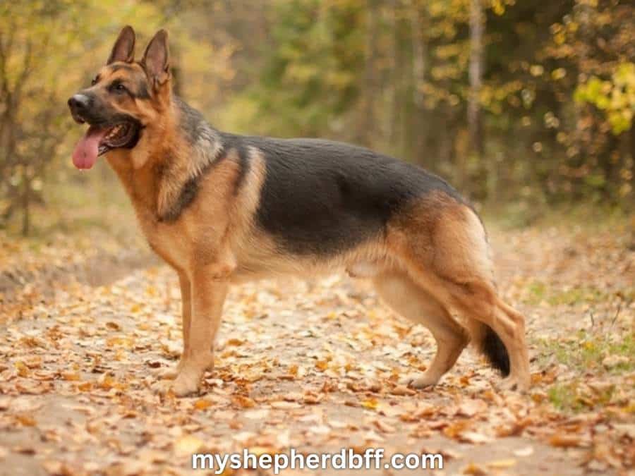 the appearance of black and tan german shepherd