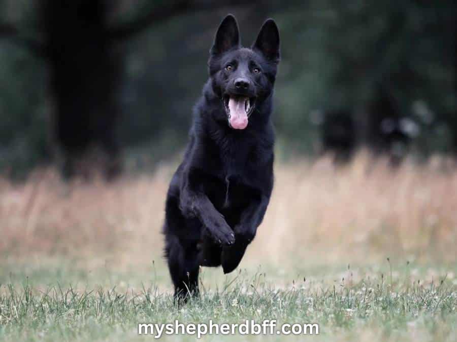 black german shepherd exercise