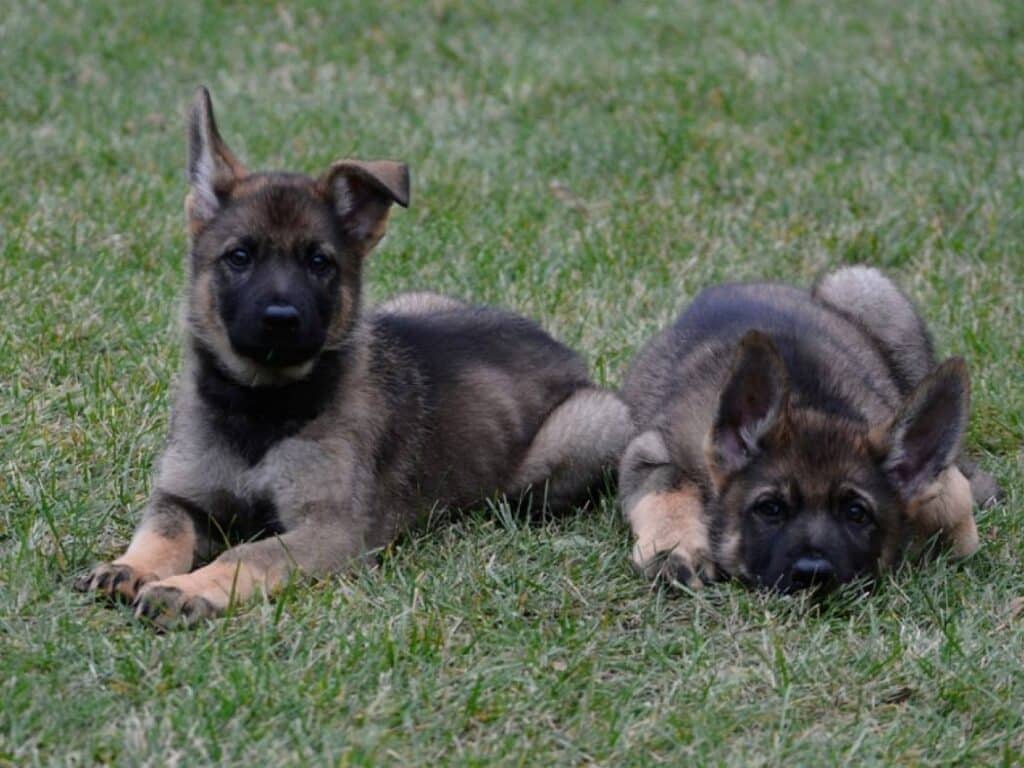 two 9 week old german shepherd puppies playing