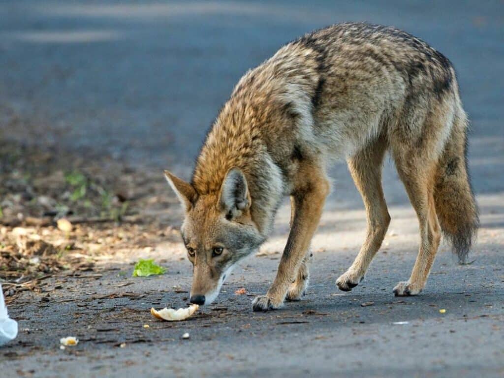 coyote eating from garbage