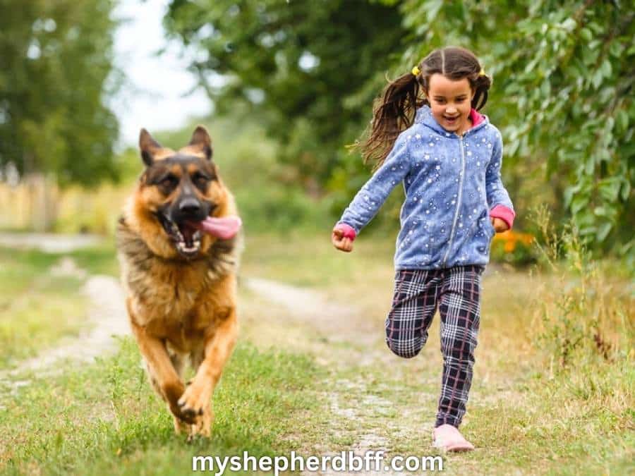 german shepherd playing with little girl