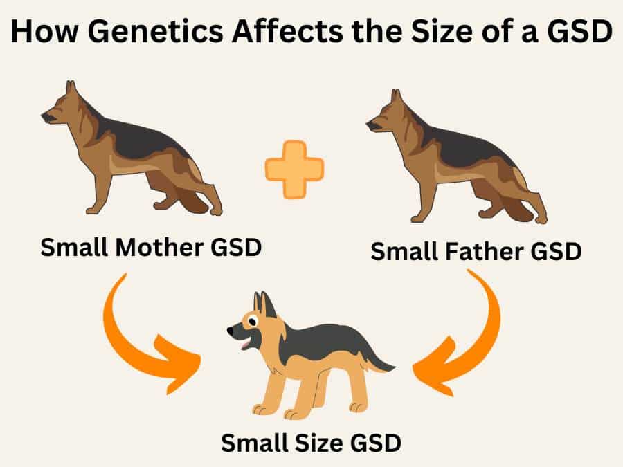 how genetics affects the small size of german shepherds