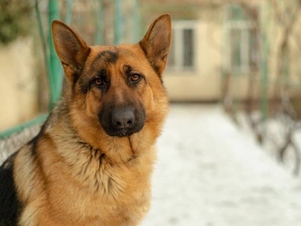 can german shepherds live outside in the cold