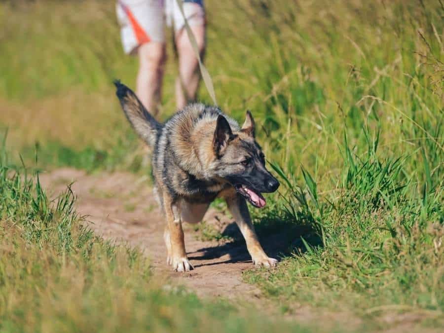 how to stop a german shepherd from pulling on leash when going to a walk