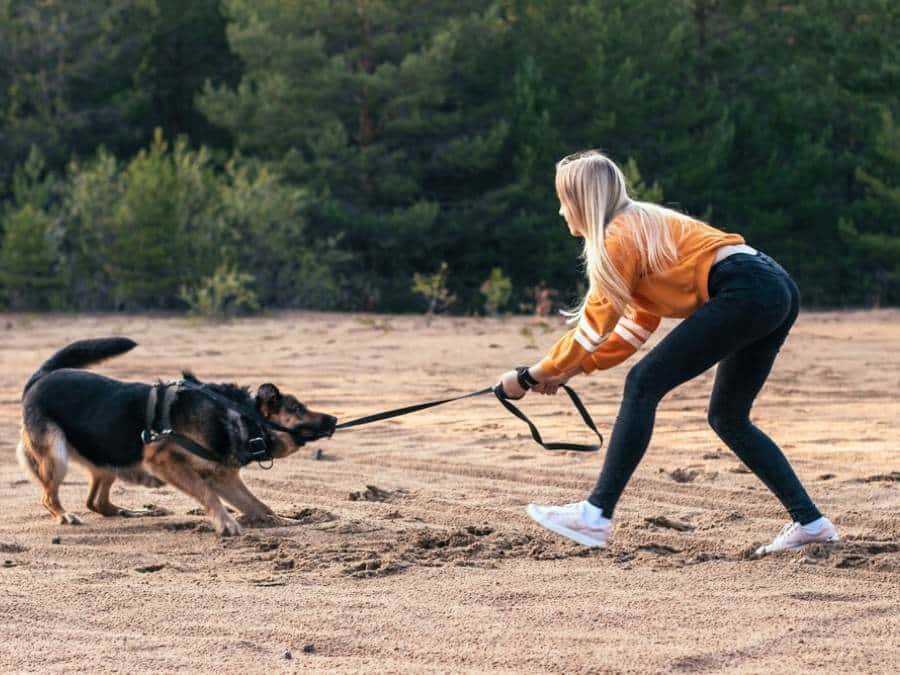 how to stop a german shepherd from pulling on leash when walking outside