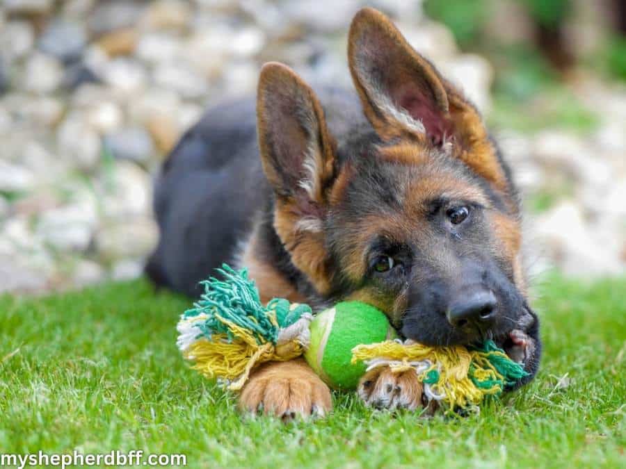 chew toys for proper german shepherd ear development