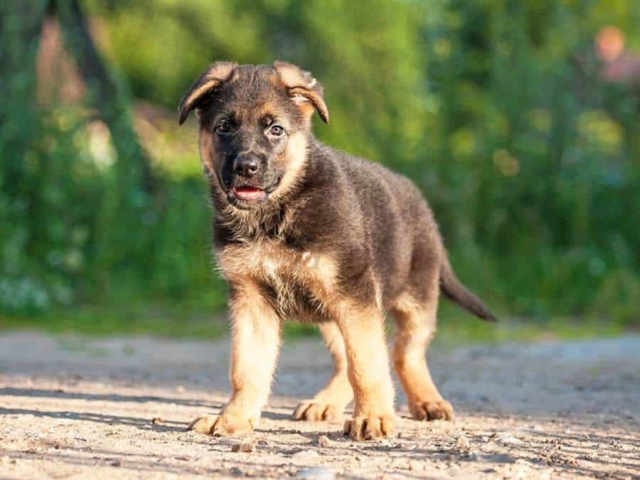 German Shepherd puppy potty training