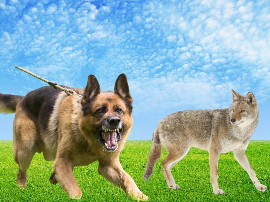 german shepherd vs coyote strength