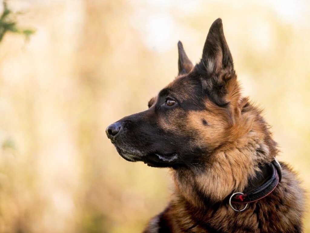 why do german shepherds have beauty marks