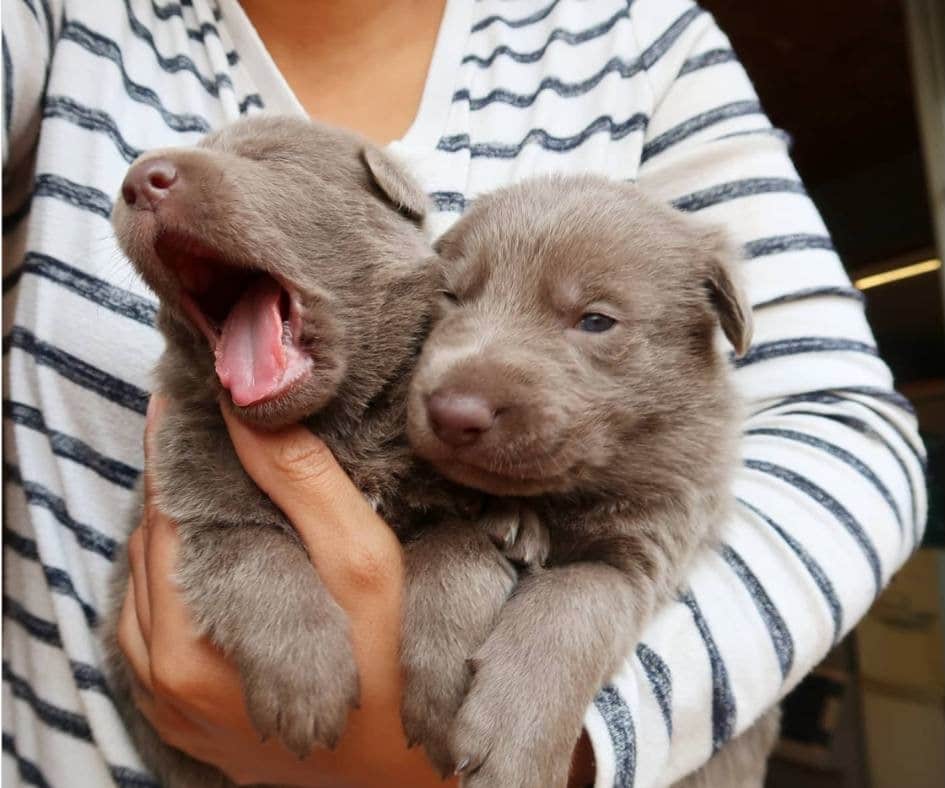 Isabella German Shepherd puppies