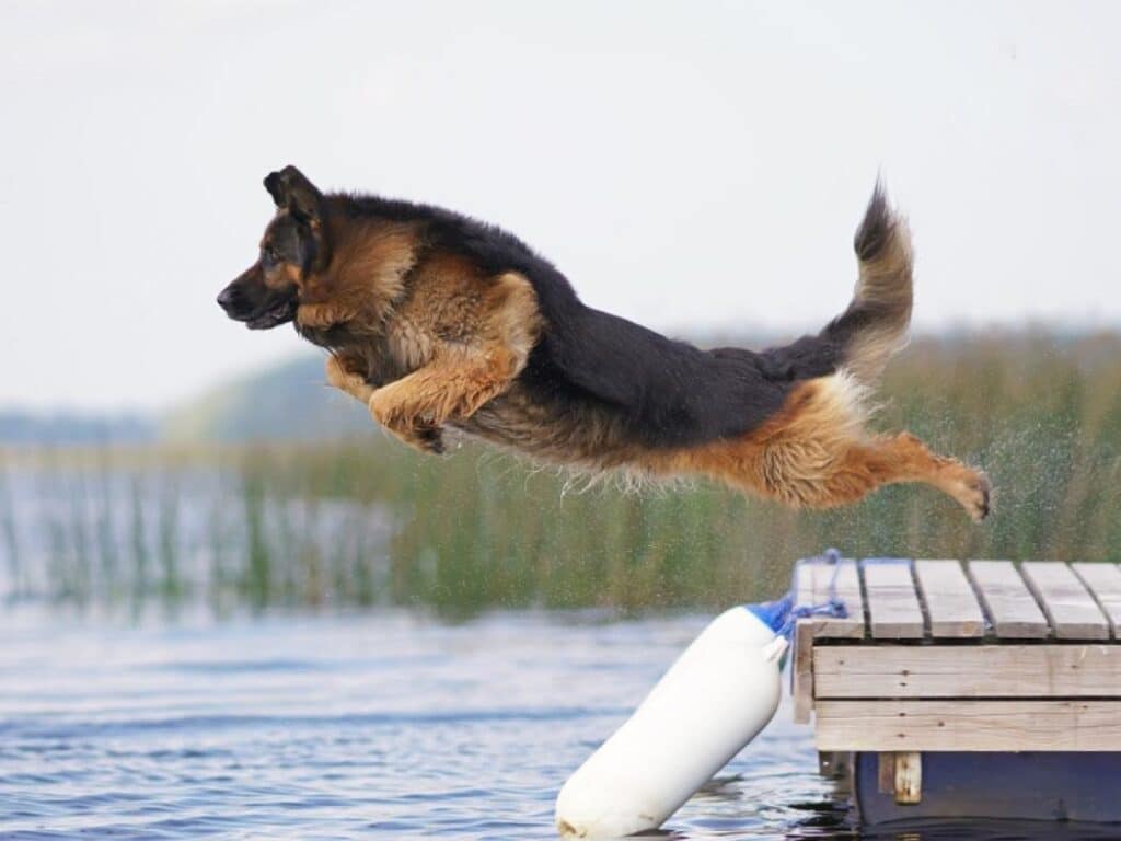 long hair german shepherd jumping over water