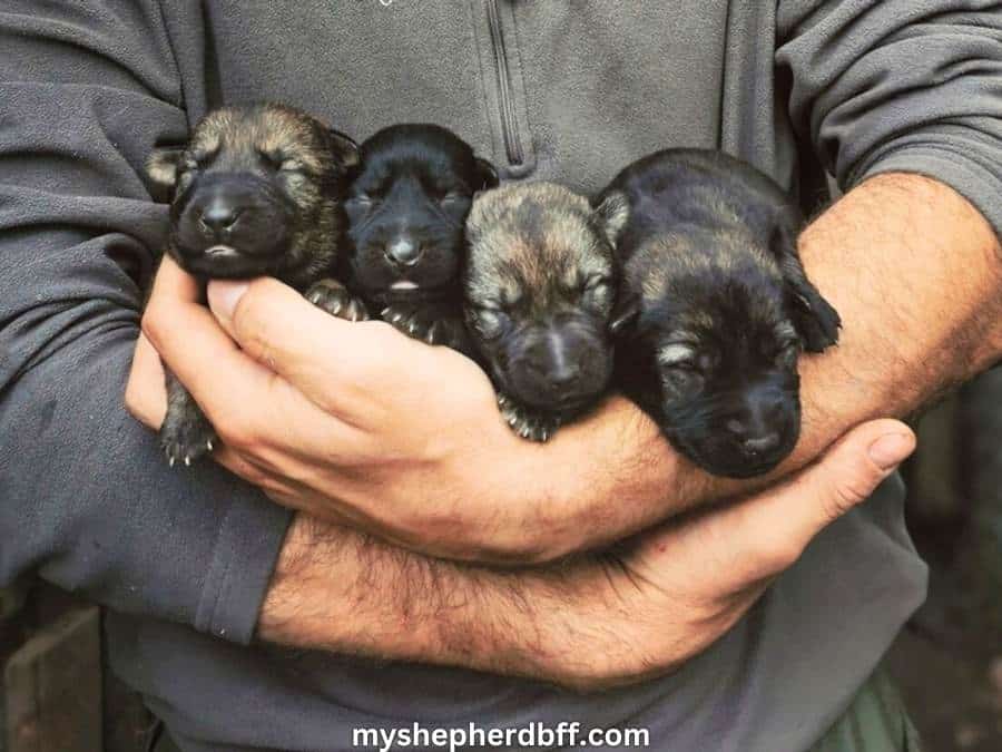 new born german shepherds with ears folded over