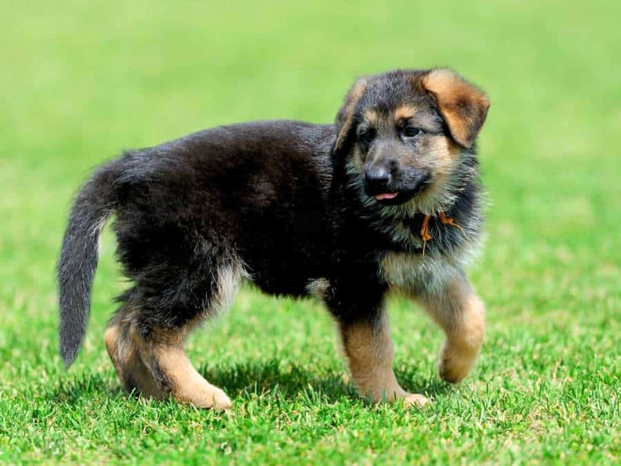A 6 week old German Shepherd puppy