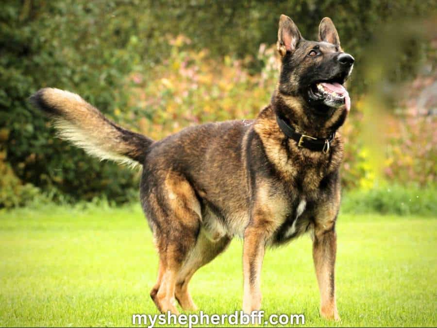 Sable German Shepherd Myths Facts Photos And Behavior