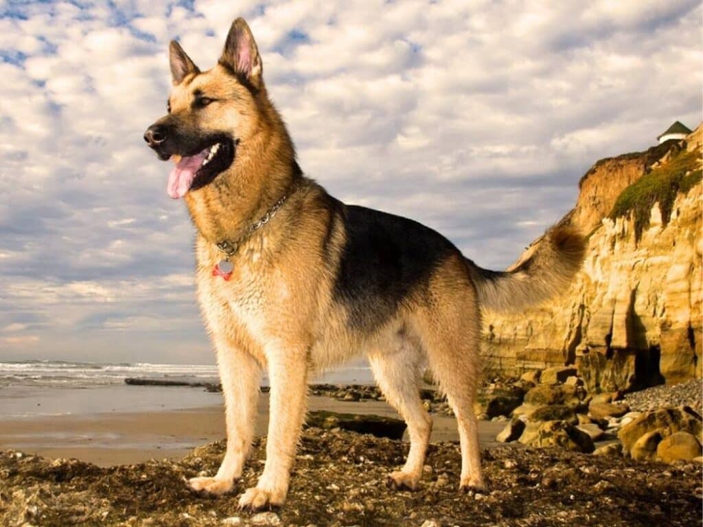 short haired german shepherd with mountains in the background