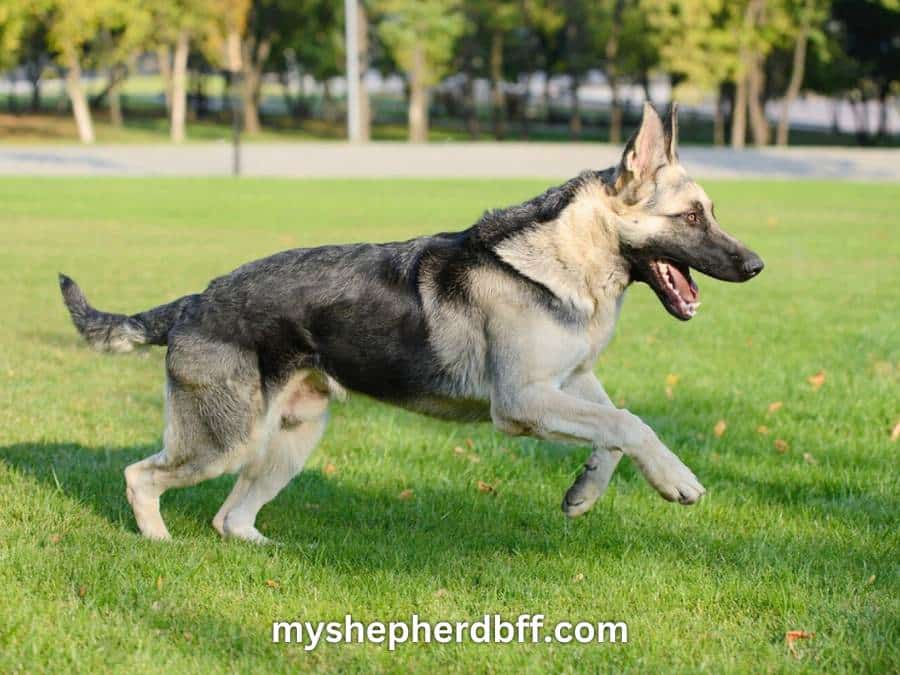 silver german shepherd playing with ball
