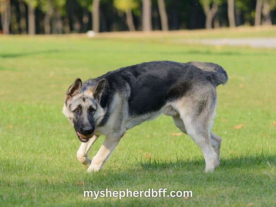 silver german shepherd playful
