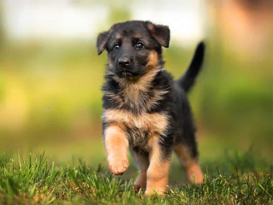 Picture of a 6 week old German Shepherd puppy