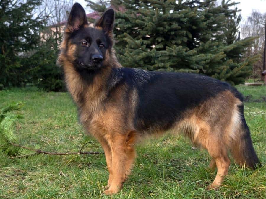 understanding growth rate could answer why your german shepherd is so small