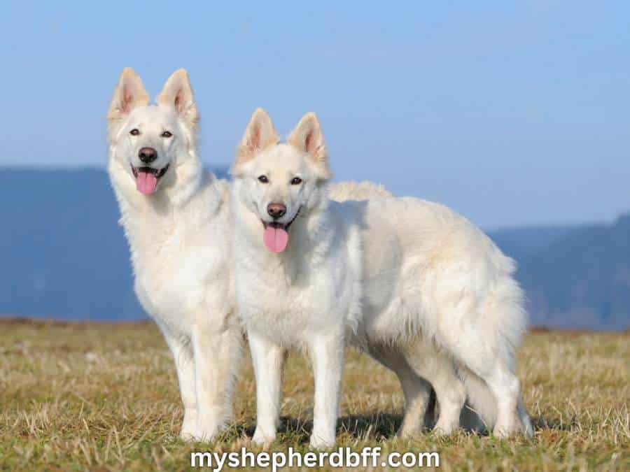 2 white german shepherds
