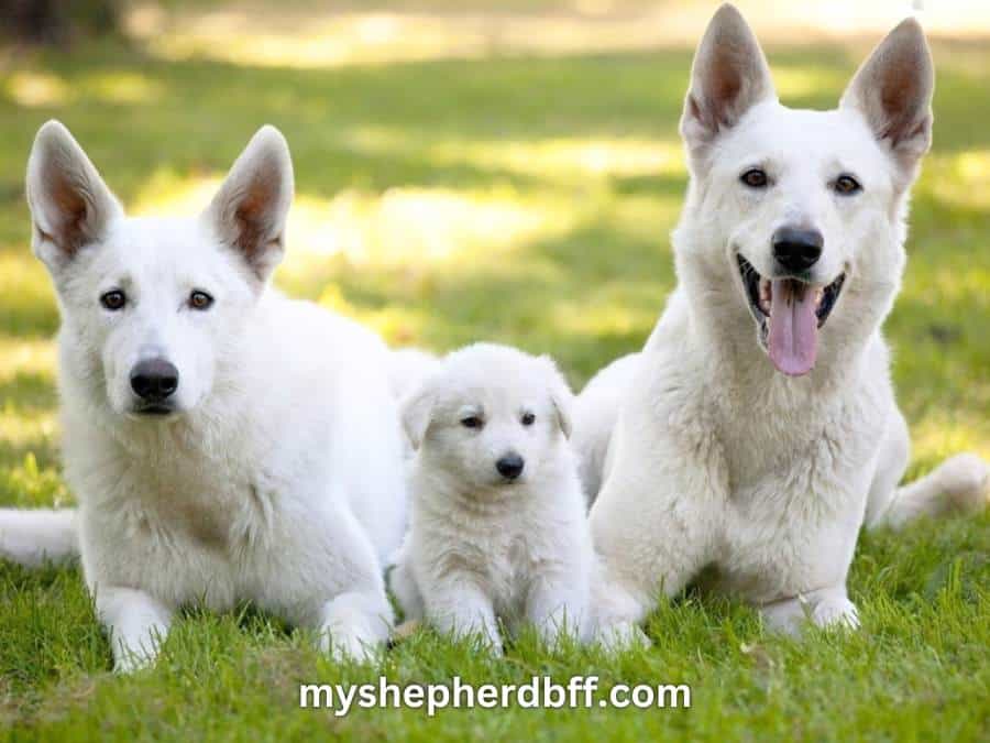 2 white german shepherds with a puppy