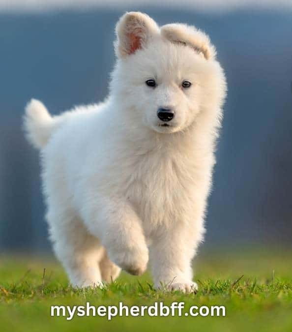 White German Shepherd puppy