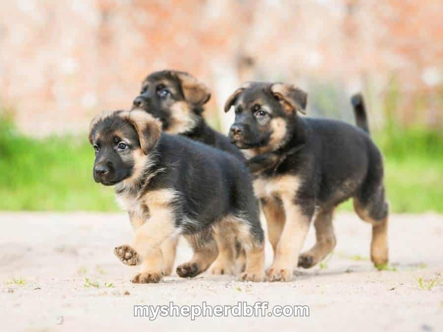 5 week old german shepherd puppies