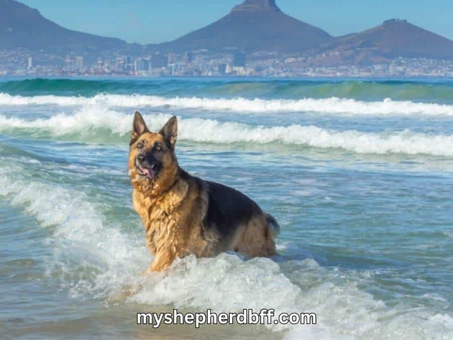 can german shepherds swim 