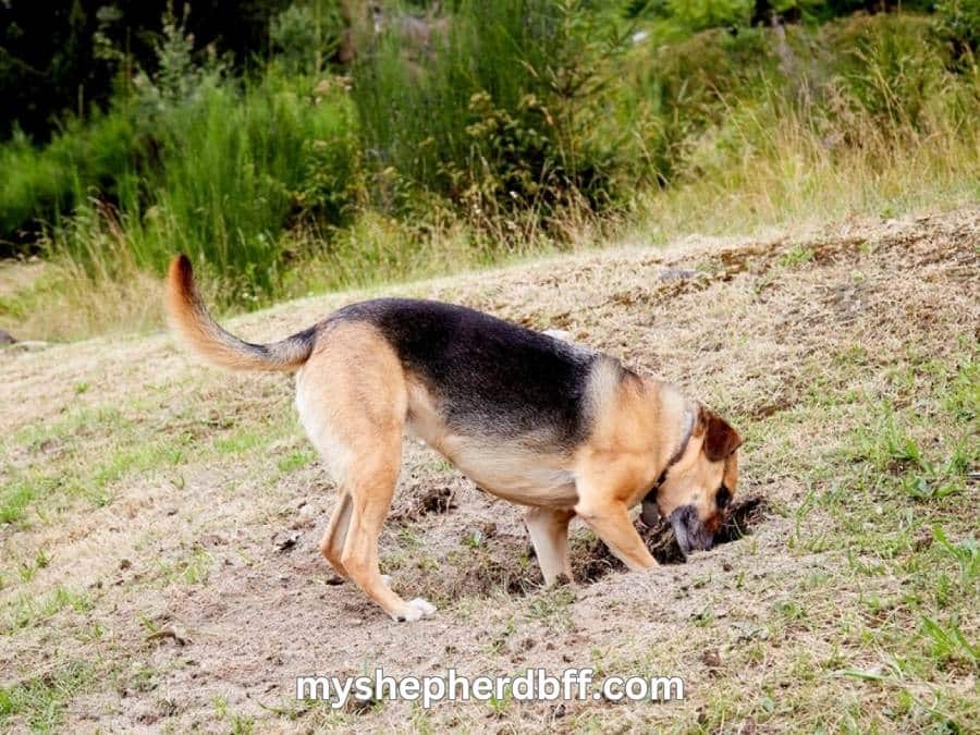 german shepherd behavior of digging