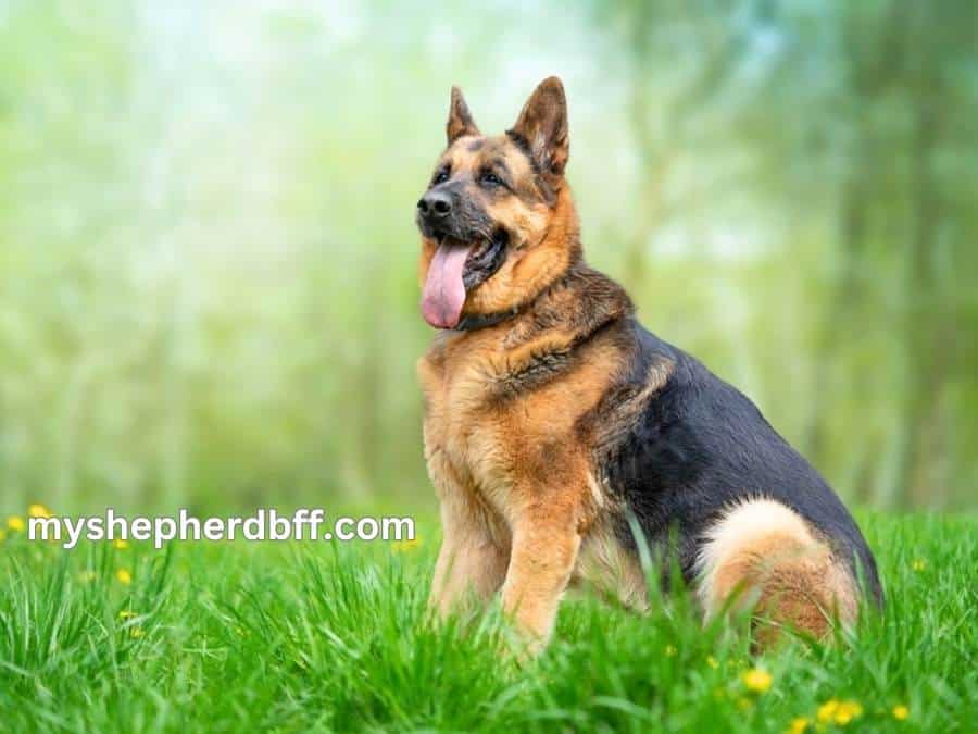 vitamins and minerals in bananas for  german shepherd