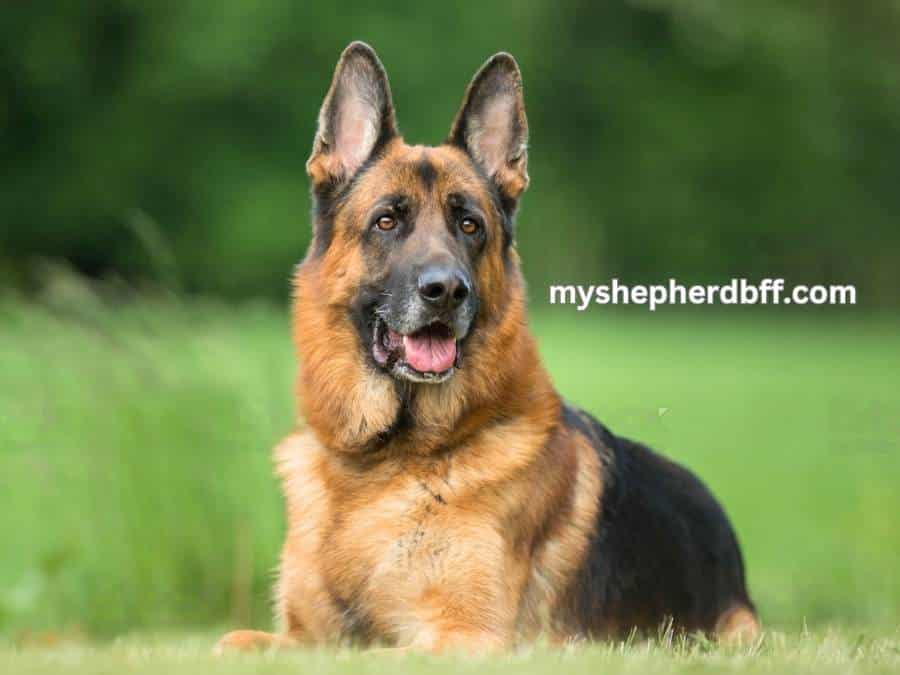how much does a german shepherd puppy cost