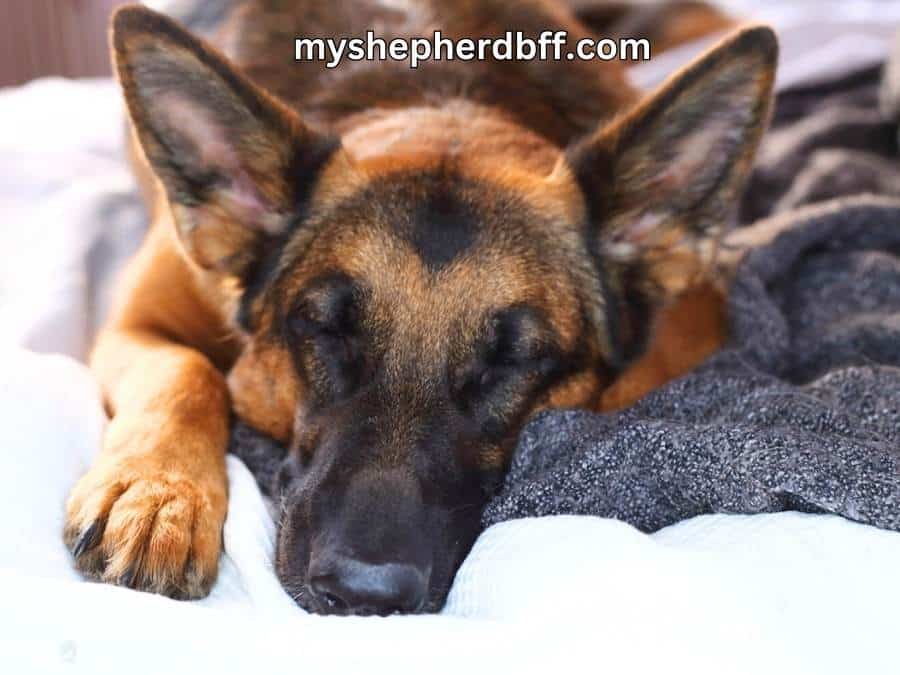 why does german shepherd likes to sleep with owners