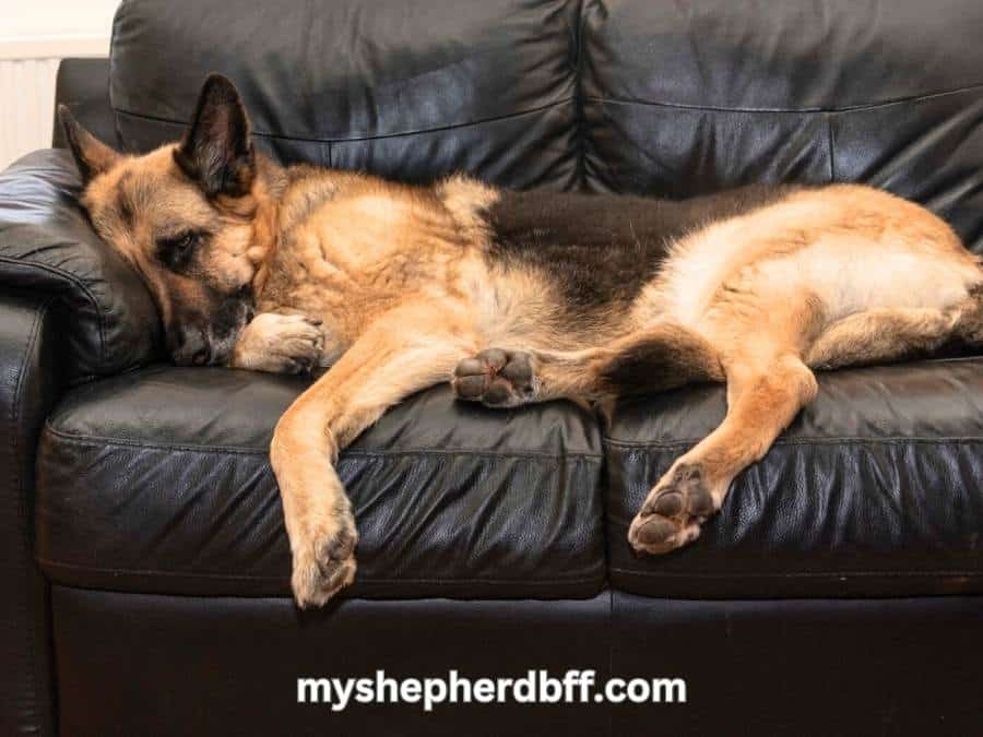 german shepherd behavior of twitching while sleeping