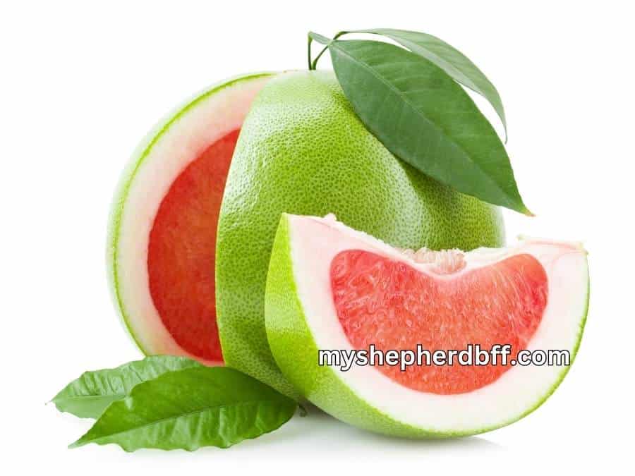 german shepherds can eat fruits such as pomelo
