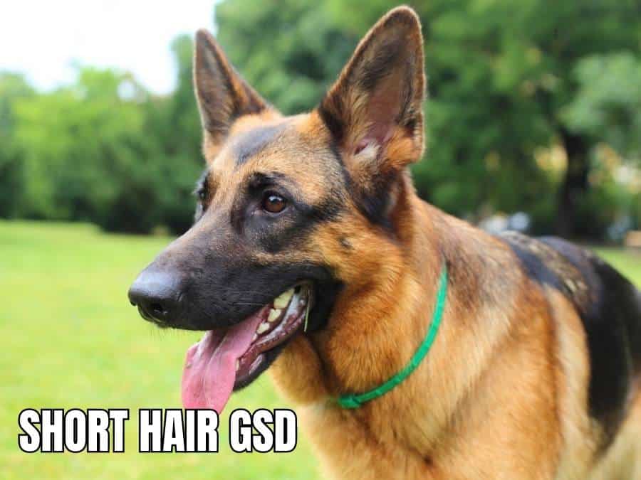 buying a short hair german shepherd pup