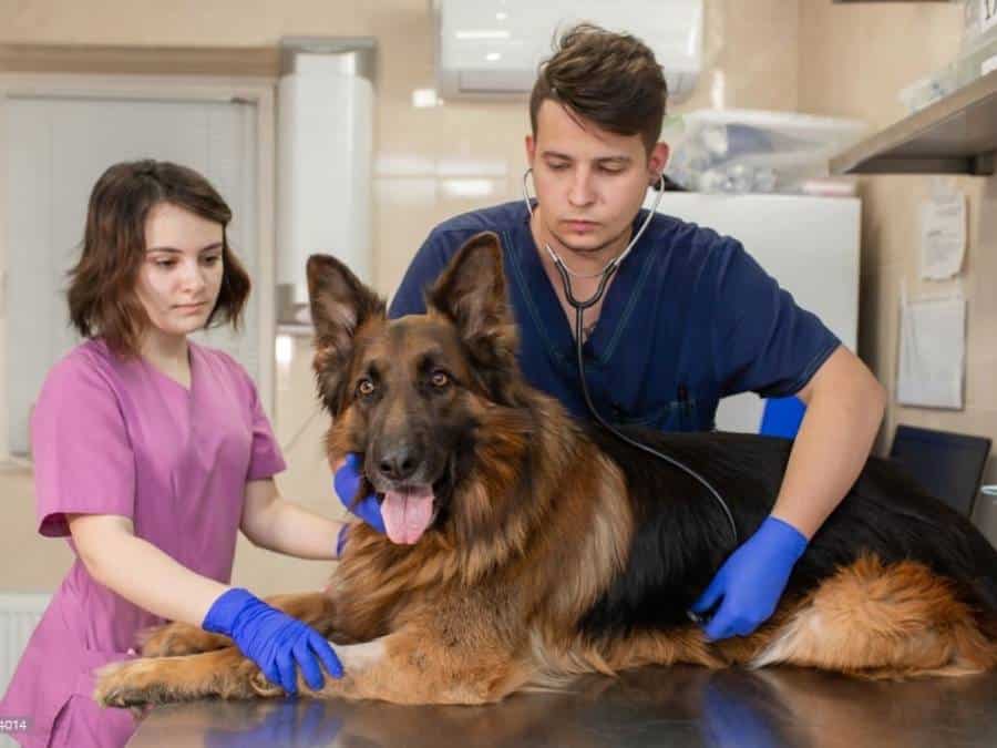Why Is My German Shepherd So Skinny? May be because of the parasites