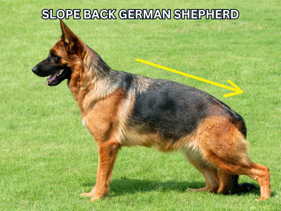 sloped/slant back German shepherd