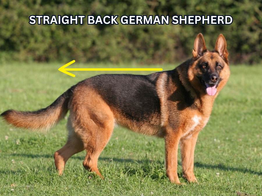 straight back old style German shepherd