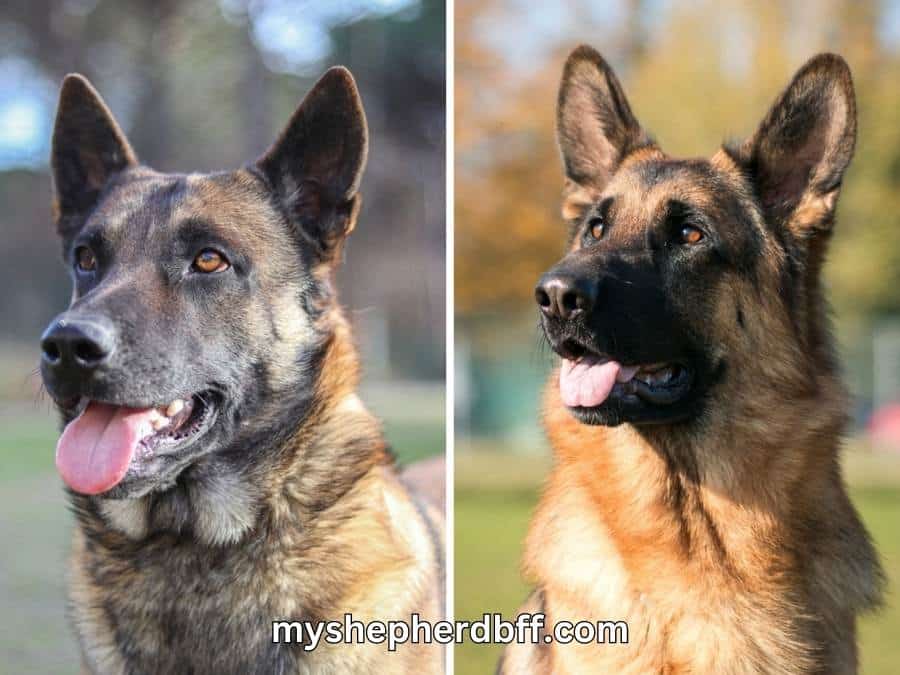 working line vs show line gsd difference in appearance